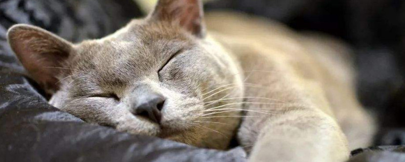 猫咪一天吃多少猫粮