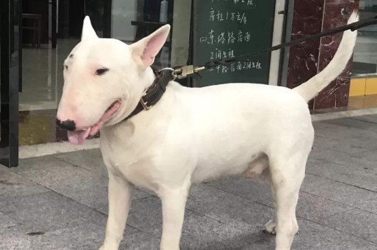 牛头梗性格怎么样