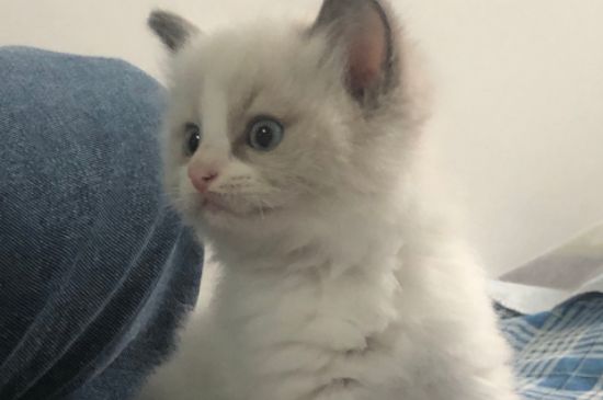 猫杀虫剂中毒症状