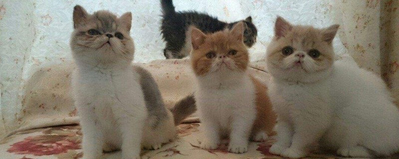 小猫打呼噜是什么意思