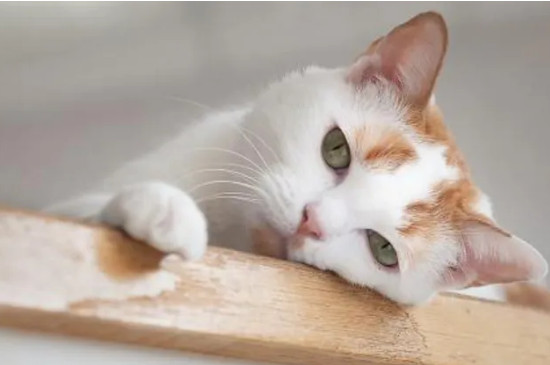 小猫身体一直轻微的抖为什么