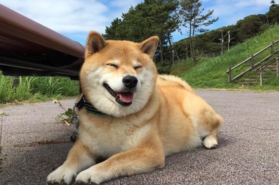 去犬舍买柴犬怎么挑，怎样挑选小柴犬幼犬