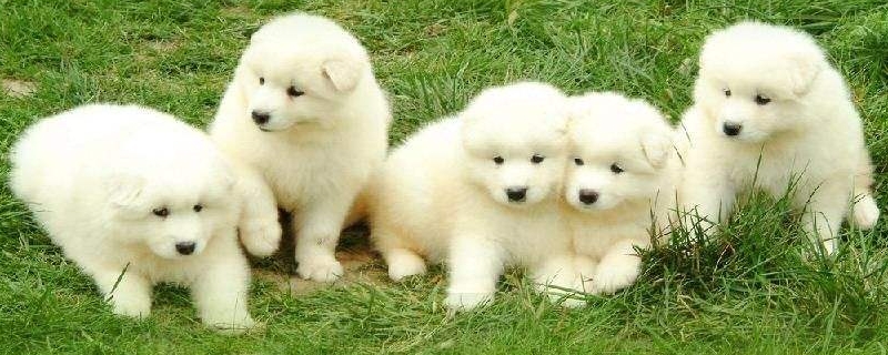 幼犬肚皮下有脓包怎么治