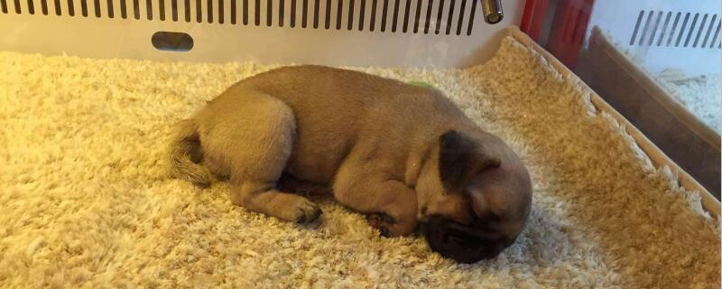 适合家养的短毛小型犬