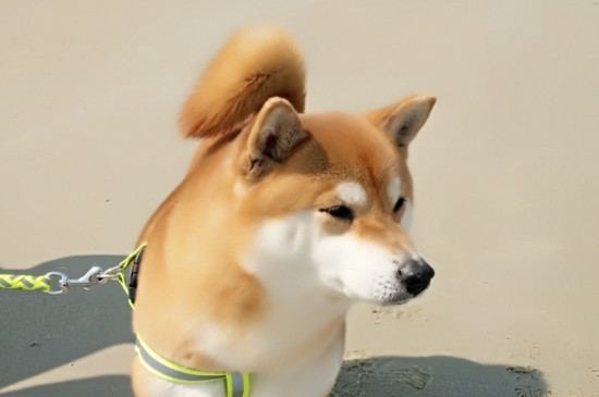 护主人最忠诚的狗排名