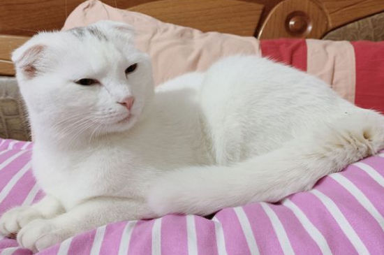 养猫的人容易得什么病