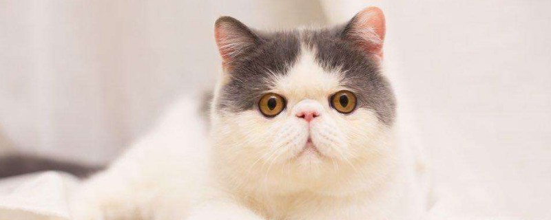 母猫会发腮吗