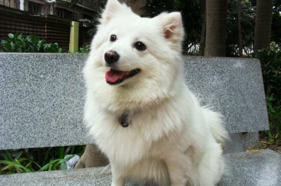 银狐犬和博美的区别