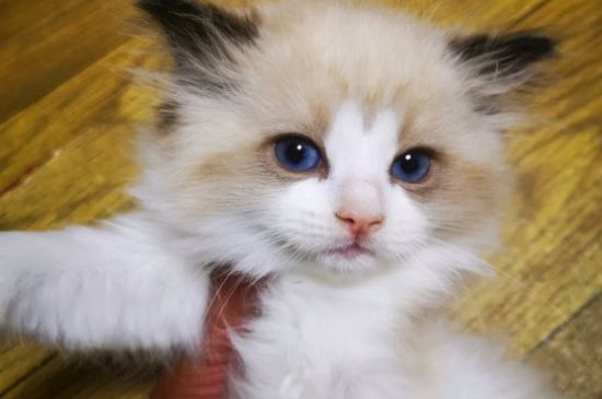 猫能吃花生吗