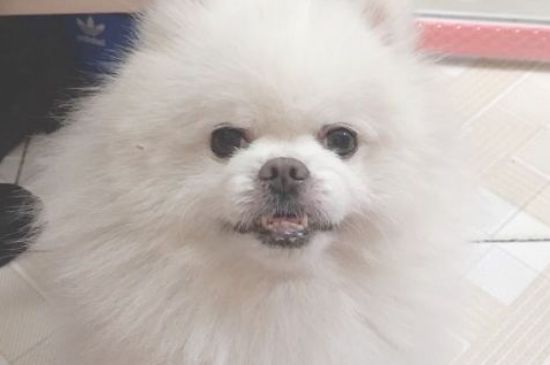 狗能看到什么颜色