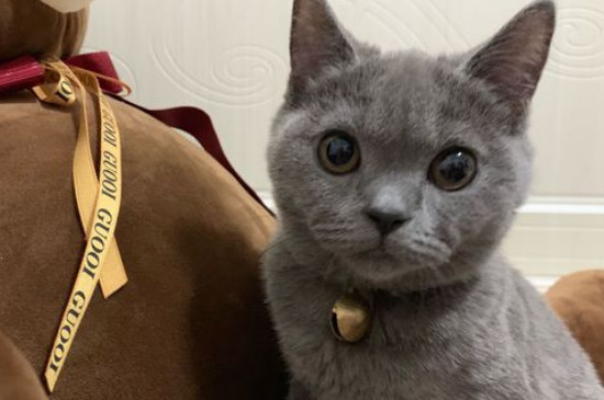 养猫需要准备什么