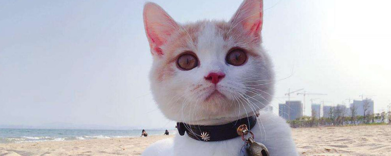 猫不能吃什么
