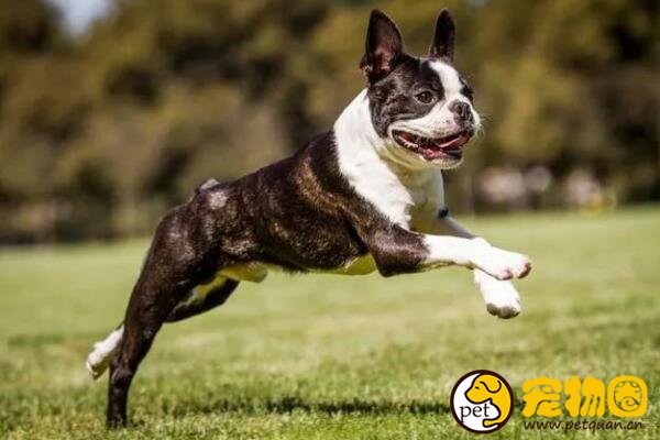 波士顿梗犬脑袋是正方形，在国内很难找到纯种波士顿犬