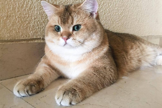 猫咪肉垫肿了是怎么回事