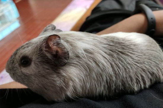 豚鼠和荷兰猪的区别