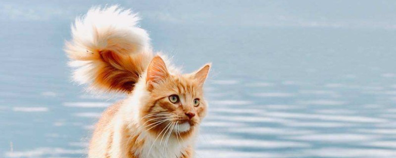 小猫尾巴竖起来是代表什么
