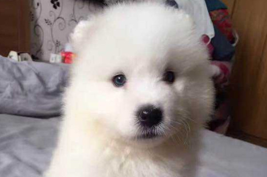 萨摩耶吃什么狗粮好