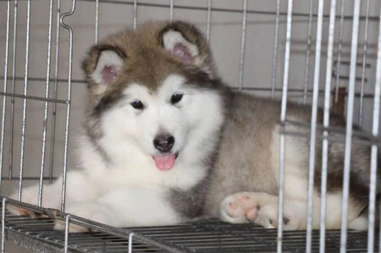 阿拉斯加雪橇犬怎么养