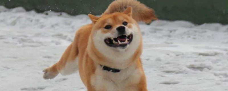 柴犬怕冷吗