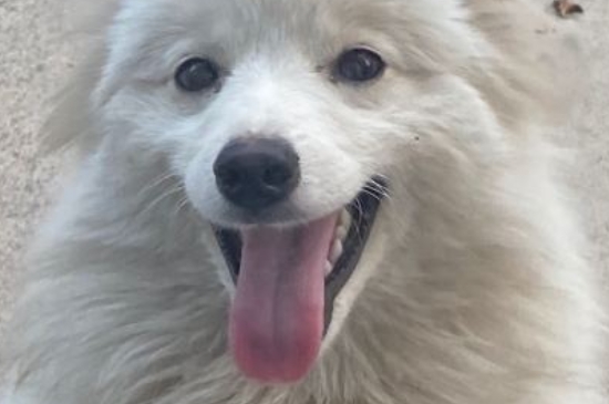 狗狗癫疯注意事项