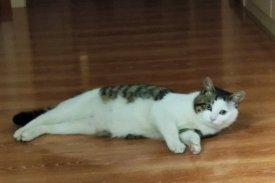 猫突然发出怪异的惨叫