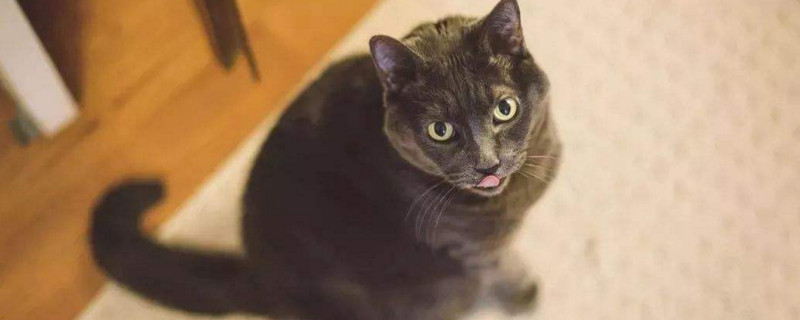 怎么判断猫咪子宫蓄脓