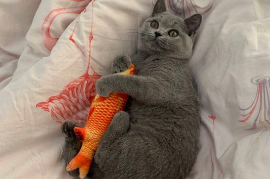 猫能吃火腿肠吗
