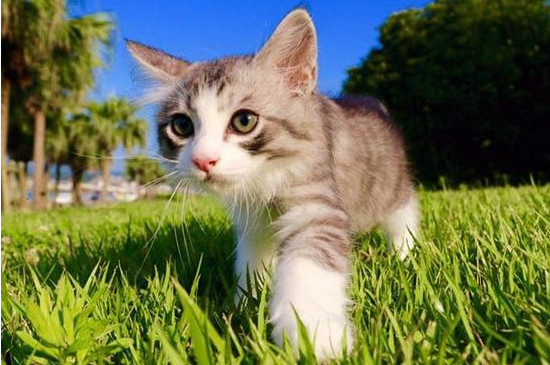 猫嗜酸性肉芽肿会自愈吗
