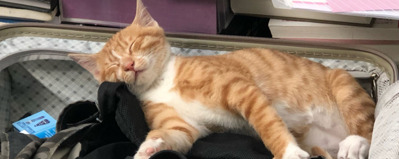 猫咪生产前一小时征兆