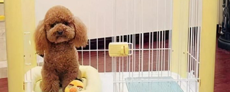 狗怕什么东西就会躲得远远的
