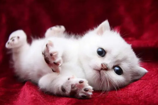 猫吃蟑螂会有事吗