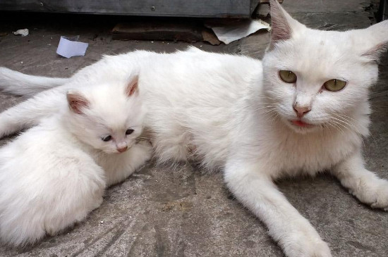 猫猫能吃蛋白吗，小猫吃蛋白会怎么样