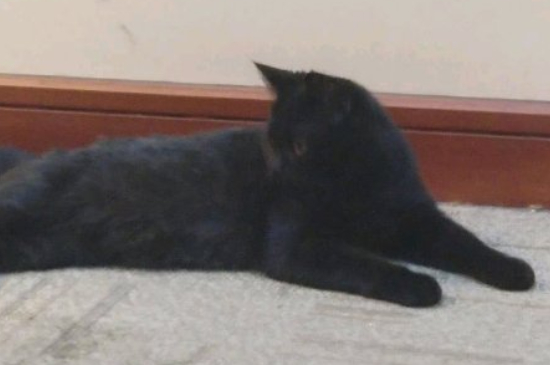 不掉毛的猫猫品种