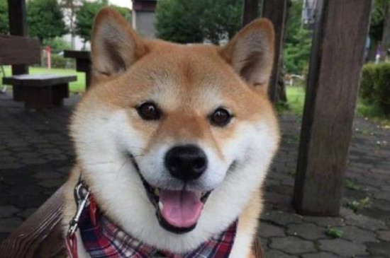怎么判断柴犬圆脸和尖脸