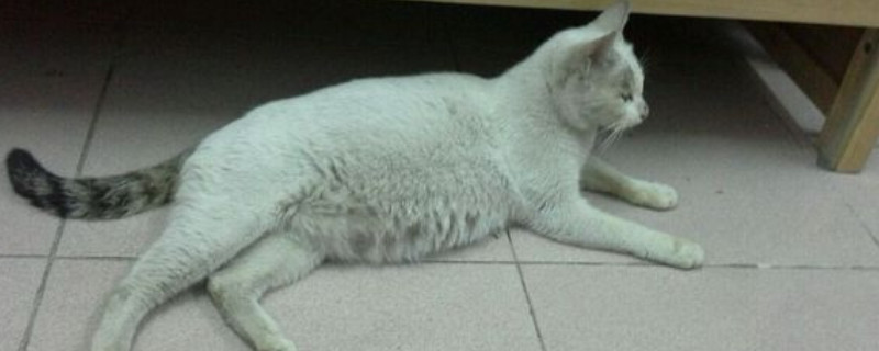 怎么判断猫有没有怀孕