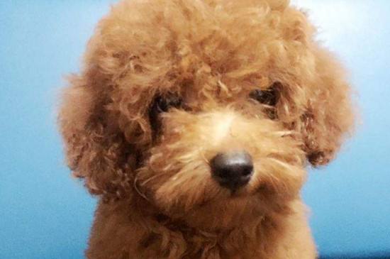 安静的小型犬有哪些