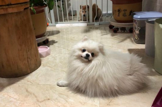 博美认主人的标准