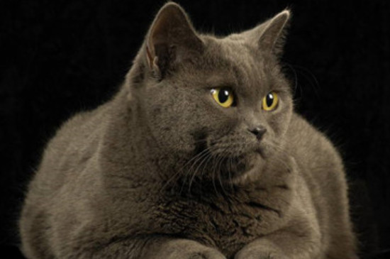 英国短毛猫能吃肉吗