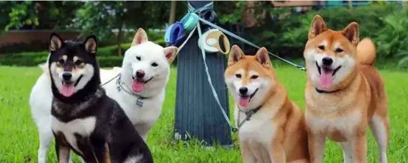 柴犬种类