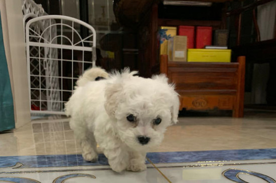 纯种比熊犬怎么辨别，比熊如何看纯不纯