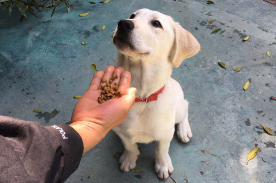 狗狗被东西卡到了怎么办