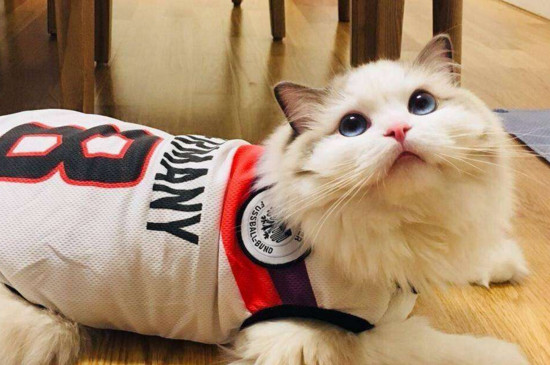 养布偶猫一个月的花费，没钱就真的别养布偶