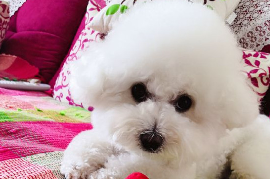 比熊犬训练方法