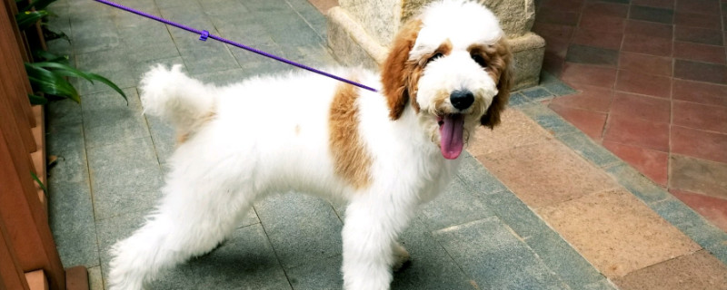 巨型贵宾犬有多大