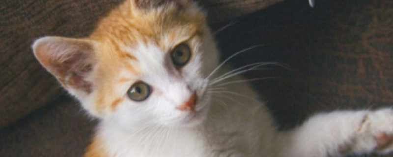 猫的体温多少是正常的