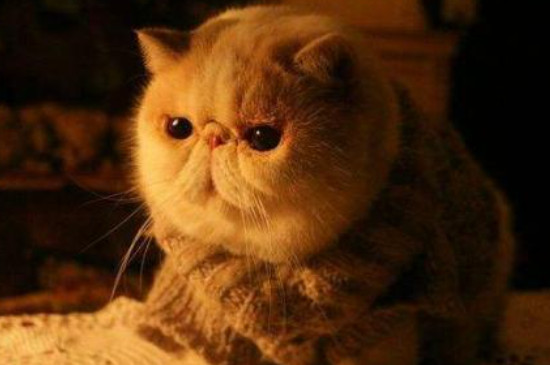 野猫怎么赶走