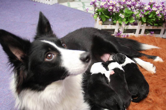 边境牧羊犬怎么看纯不纯