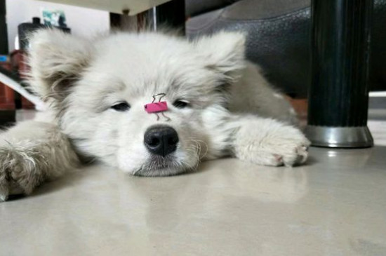 萨摩耶公犬发情期症状