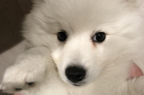 狗狗有泪痕是什么原因