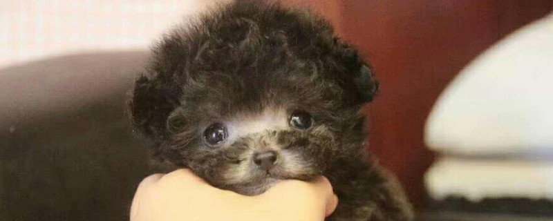 一只茶杯犬寿命多长时间，大概有10-15年最多是20年